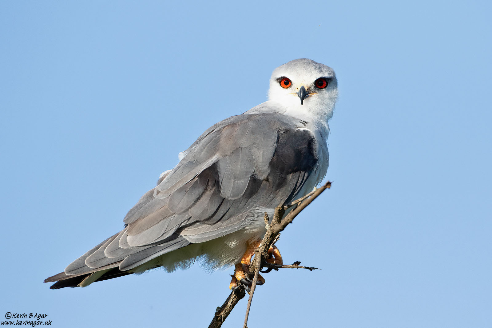 7D2_6338.jpg 7D2_6338.jpg