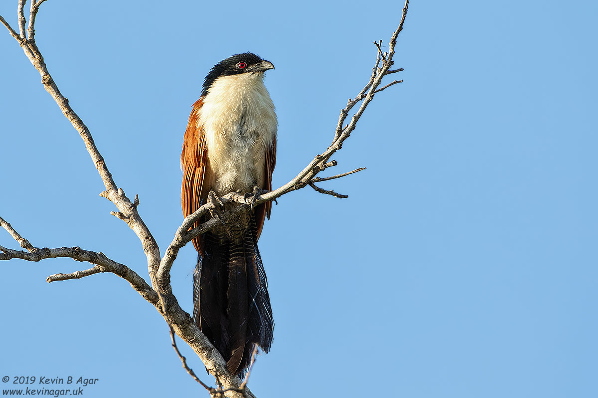 7D2_6368.jpg 7D2_6368.jpg