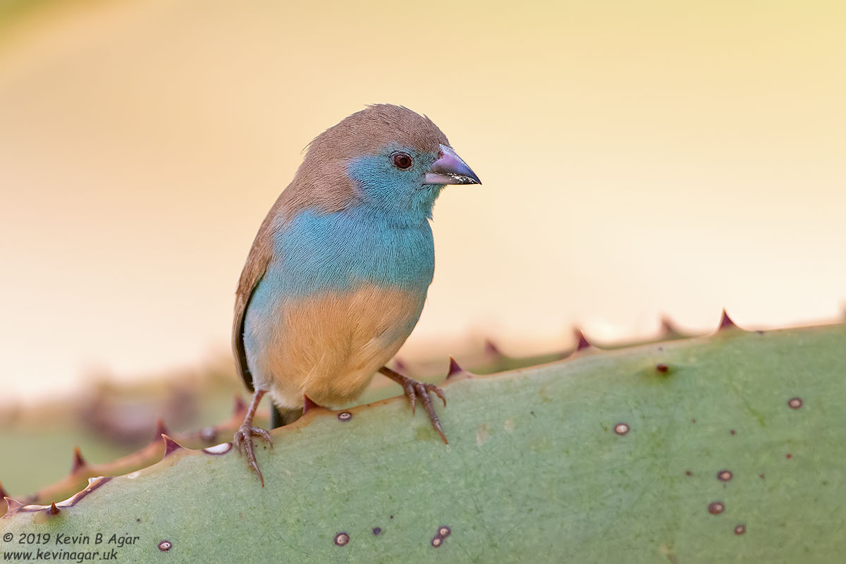 7D2_6601.jpg 7D2_6601.jpg