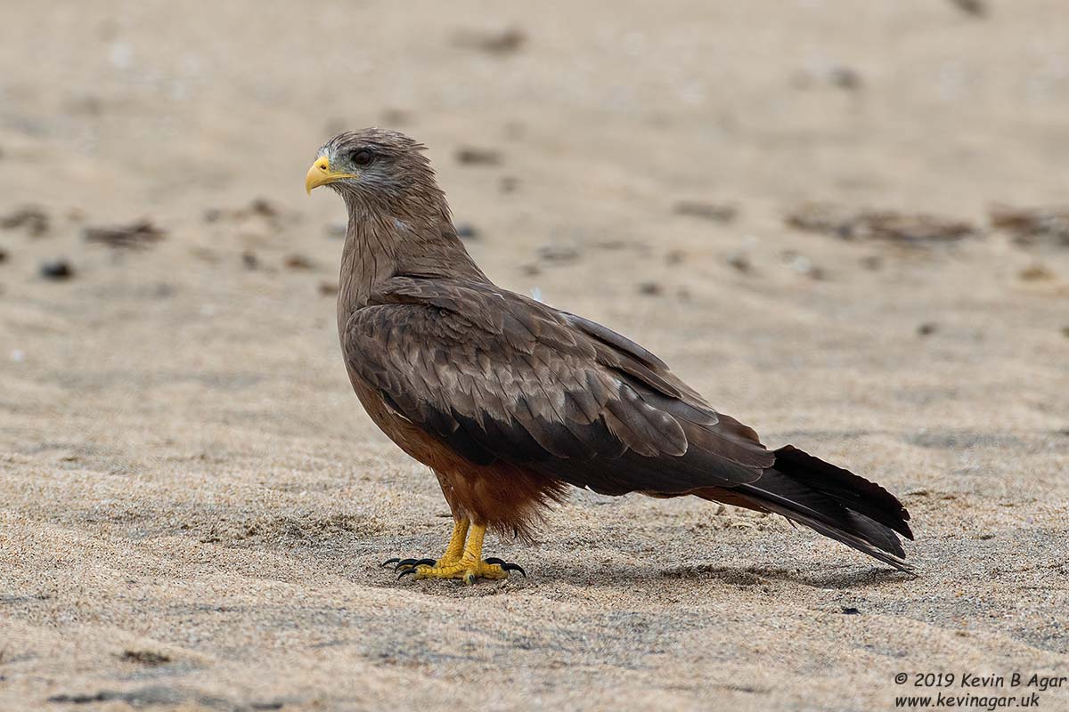 7D2_6704.jpg 7D2_6704.jpg