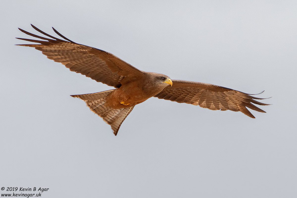 7D2_6719.jpg 7D2_6719.jpg