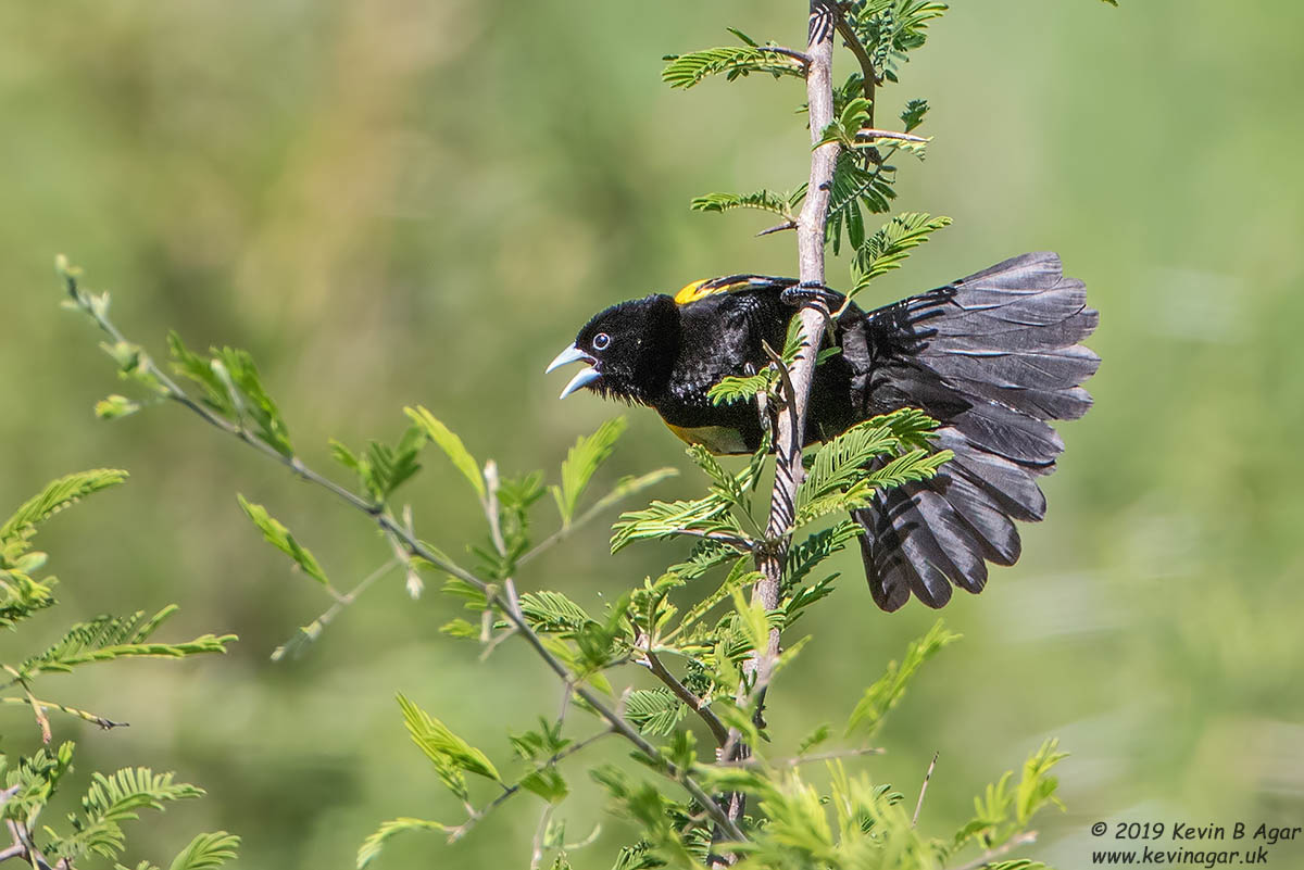 7D2_6476.jpg 7D2_6476.jpg