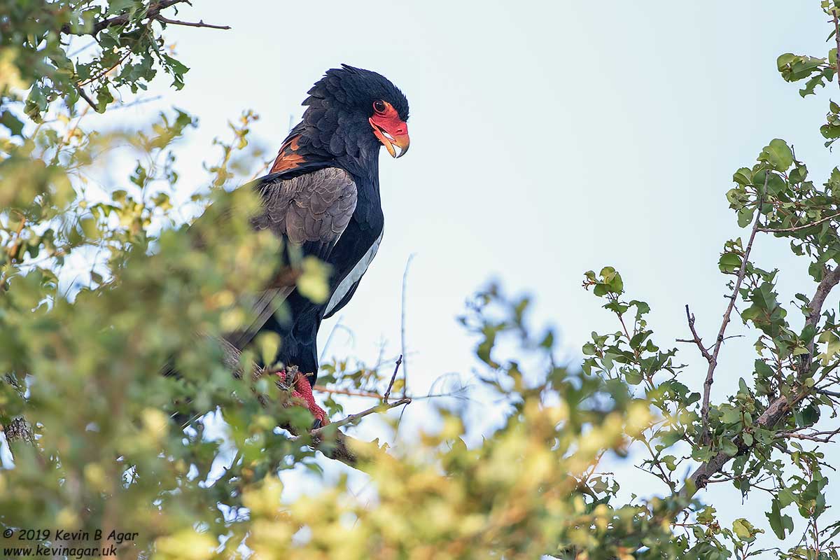 7D2_6522.jpg 7D2_6522.jpg