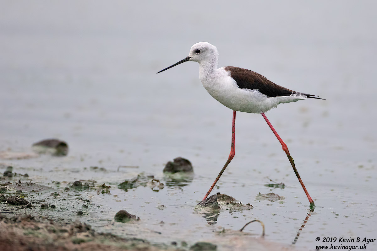 7D2_6543.jpg 7D2_6543.jpg