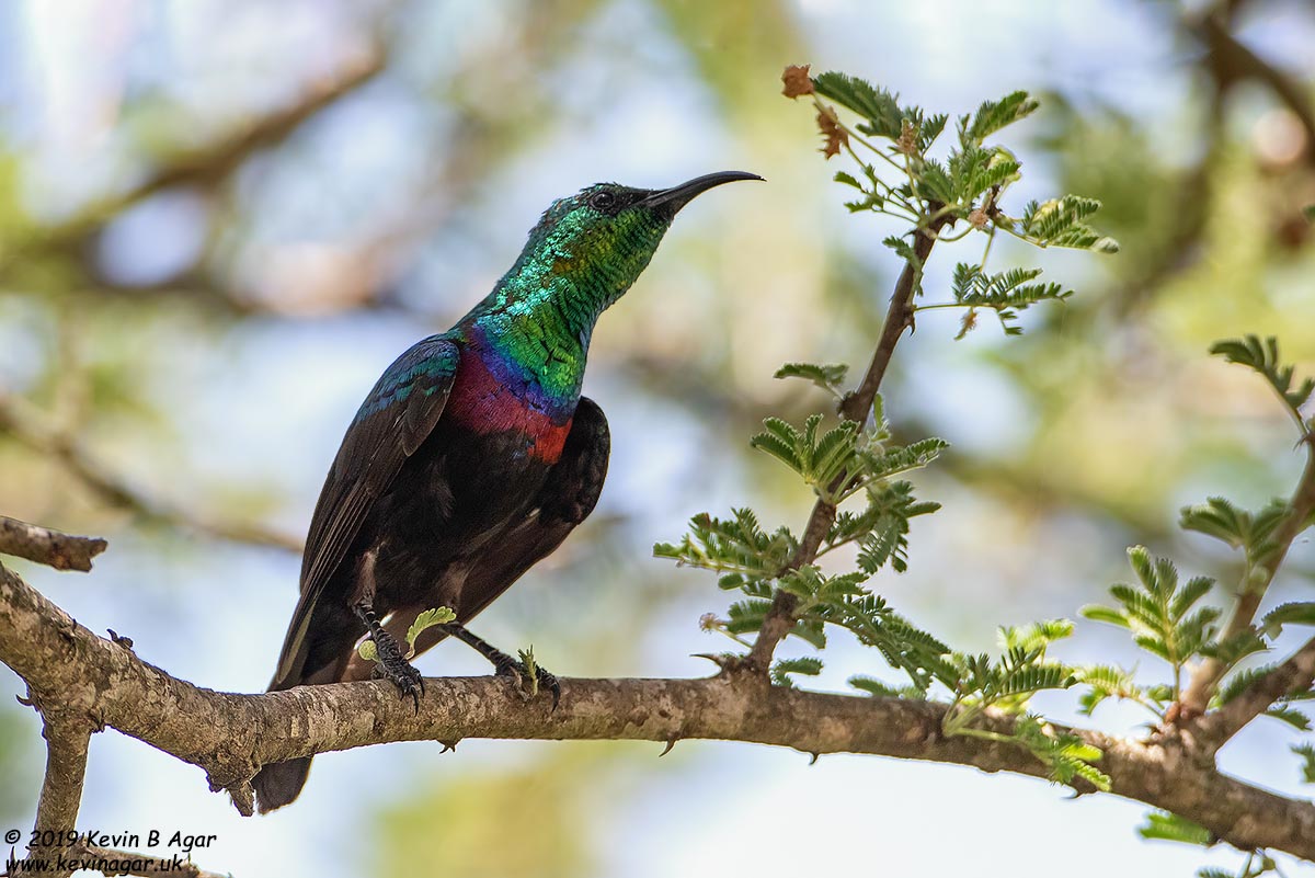 7D2_6420.jpg 7D2_6420.jpg