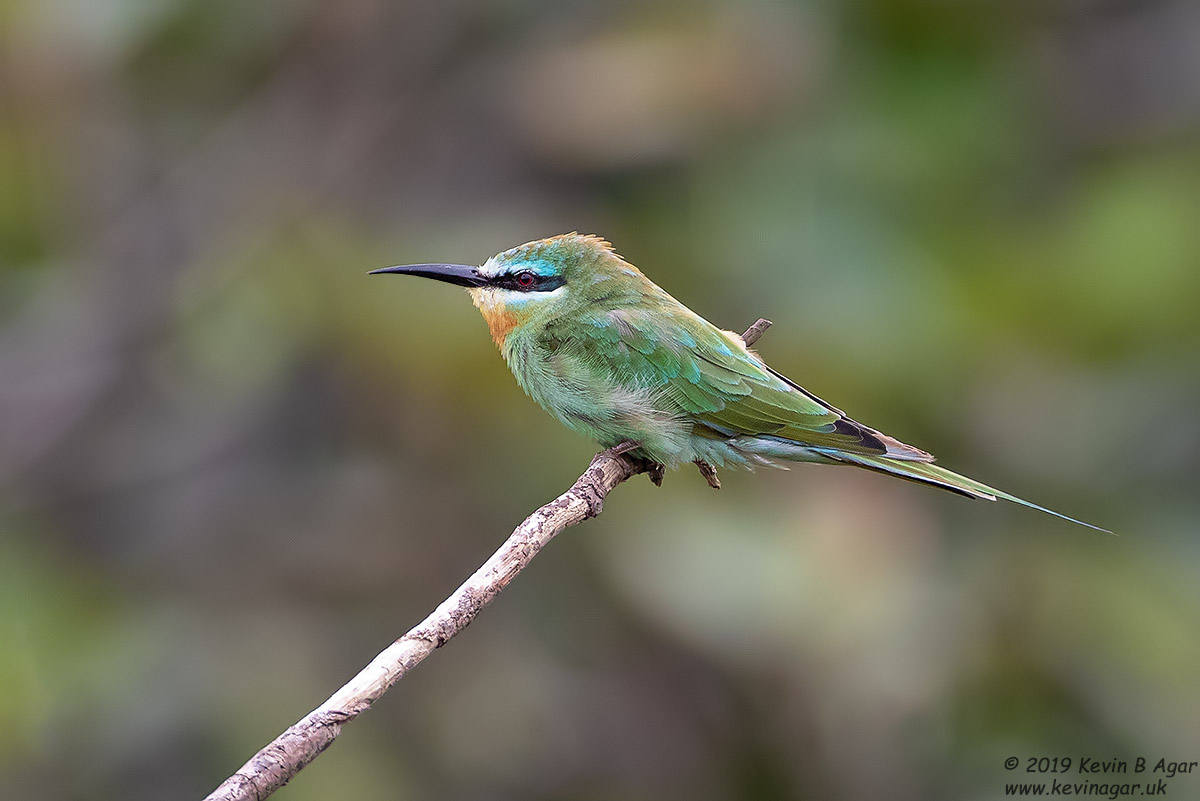 7D2_6925.jpg 7D2_6925.jpg