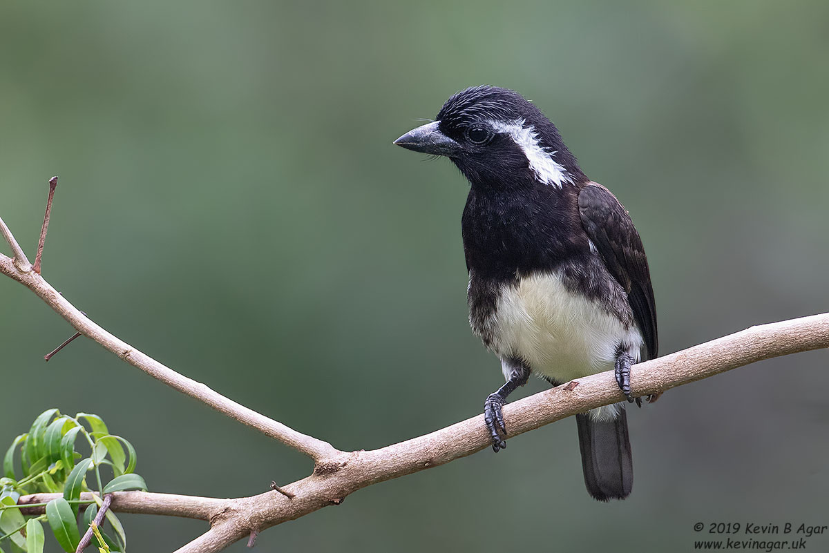 7D2_6965.jpg 7D2_6965.jpg