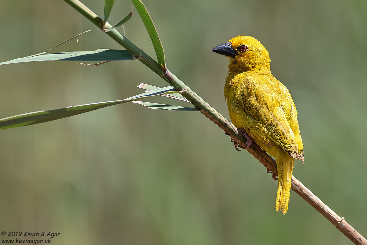 7D2_7491.jpg 7D2_7491.jpg