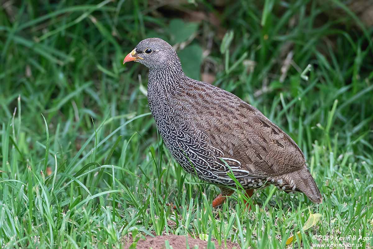 7D2_7810.jpg 7D2_7810.jpg