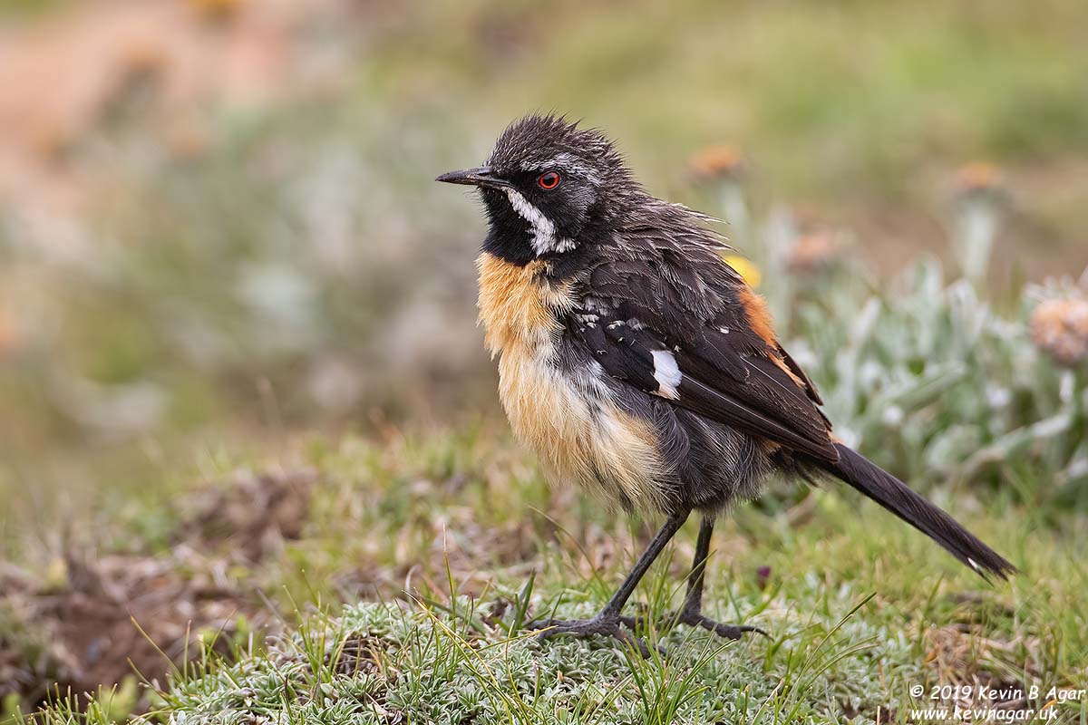 7D2_8638.jpg 7D2_8638.jpg