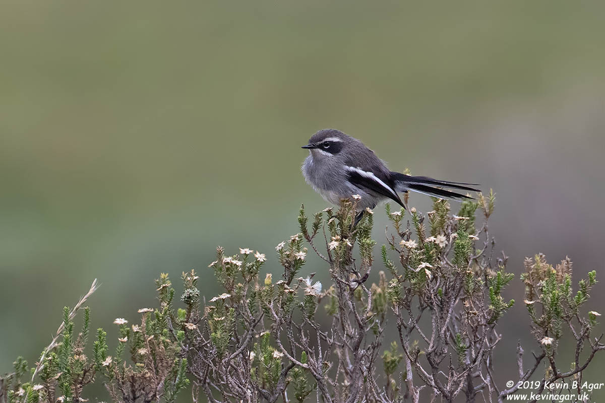 7D2_8531.jpg 7D2_8531.jpg