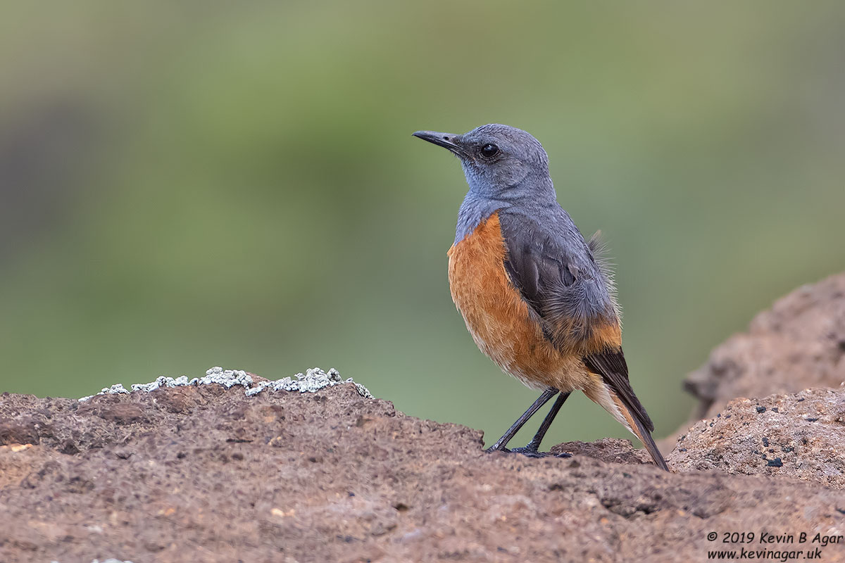 7D2_8491.jpg 7D2_8491.jpg