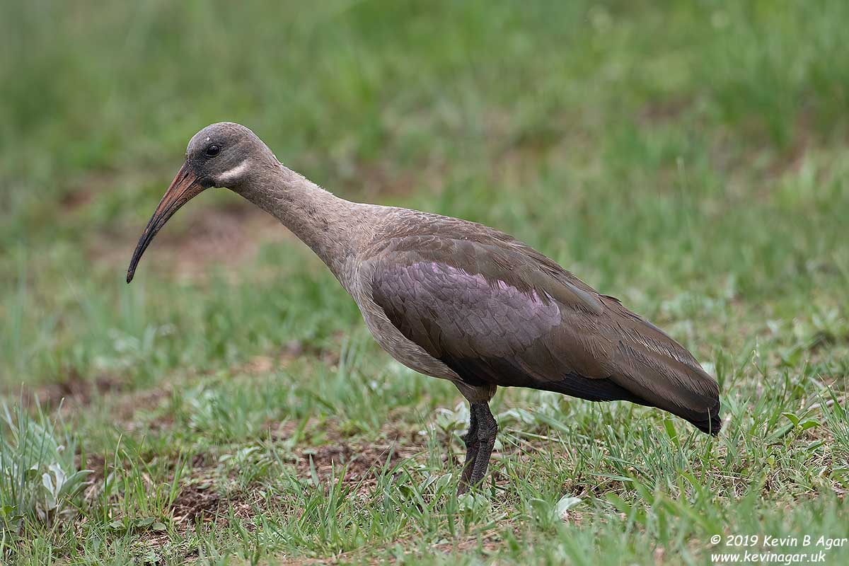 7D2_9011.jpg 7D2_9011.jpg