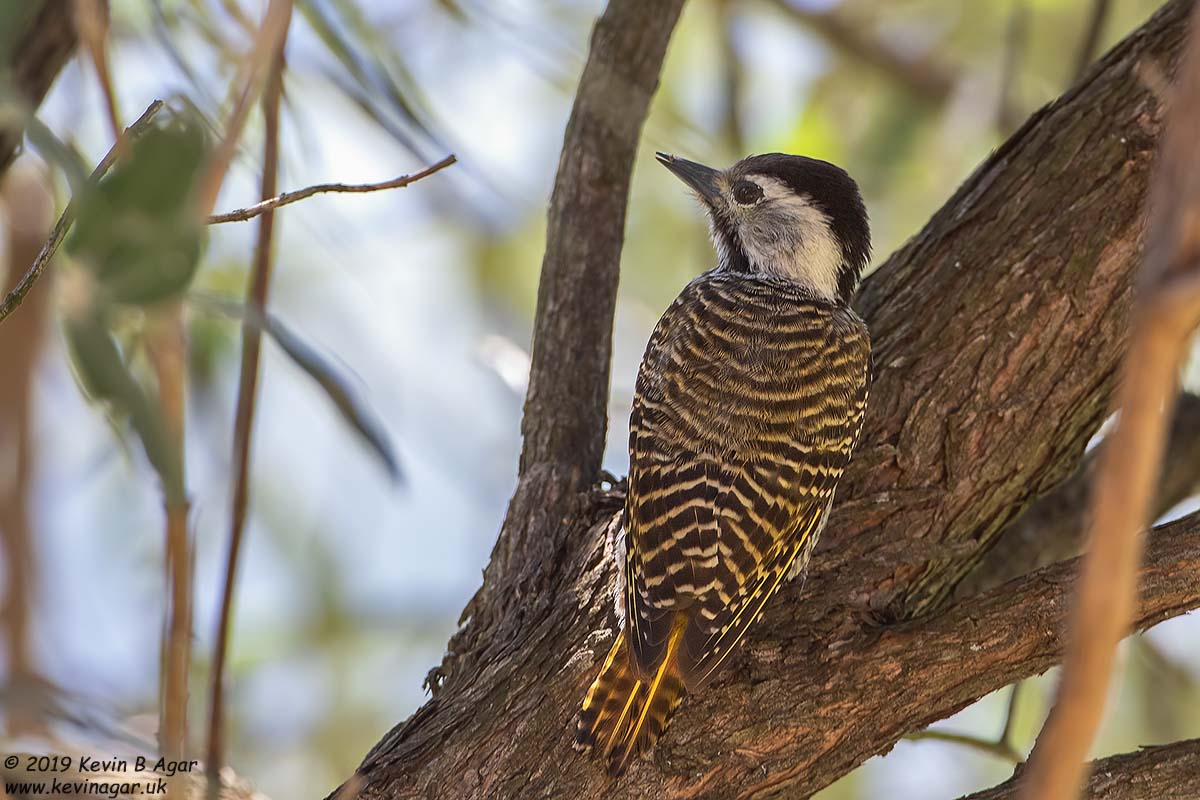 7D2_8910.jpg 7D2_8910.jpg