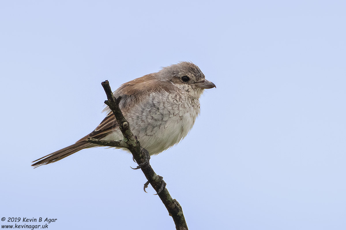 7D2_6875.jpg 7D2_6875.jpg