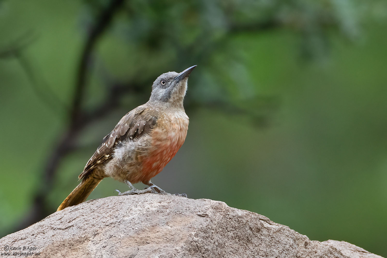 7D2_8686.jpg 7D2_8686.jpg