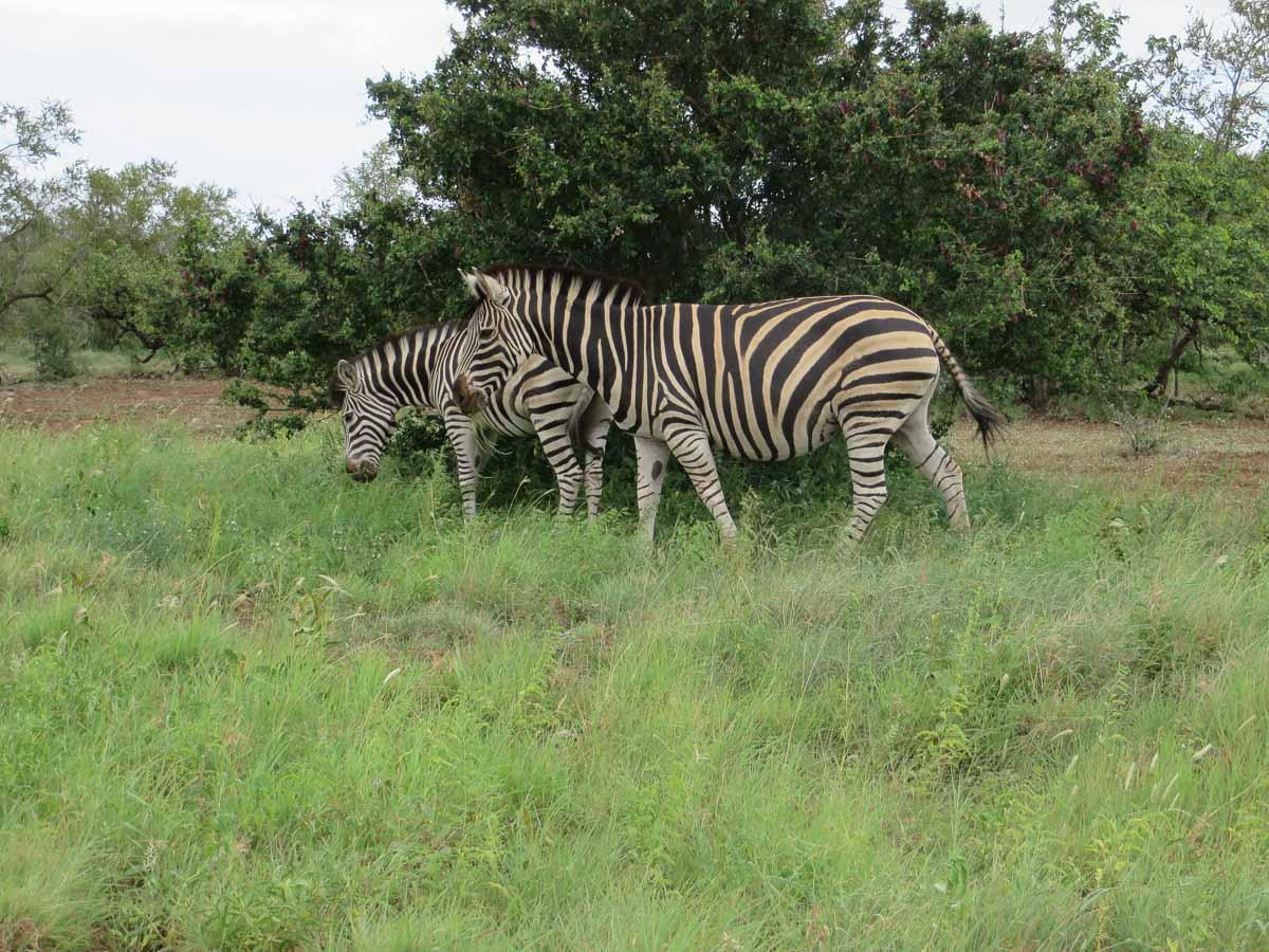 IMG_0834.jpg IMG_0834.jpg