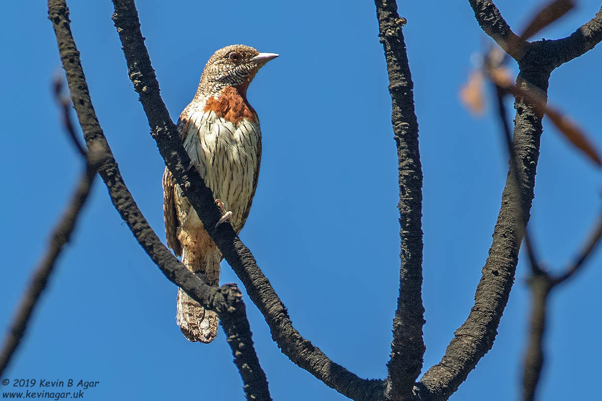 7D2_8193.jpg 7D2_8193.jpg