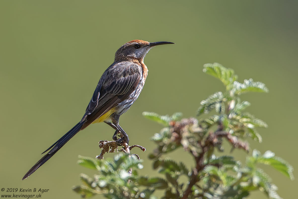 7D2_8221.jpg 7D2_8221.jpg