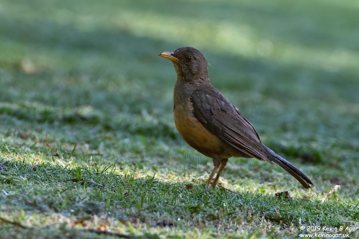 7D2_8113.jpg 7D2_8113.jpg