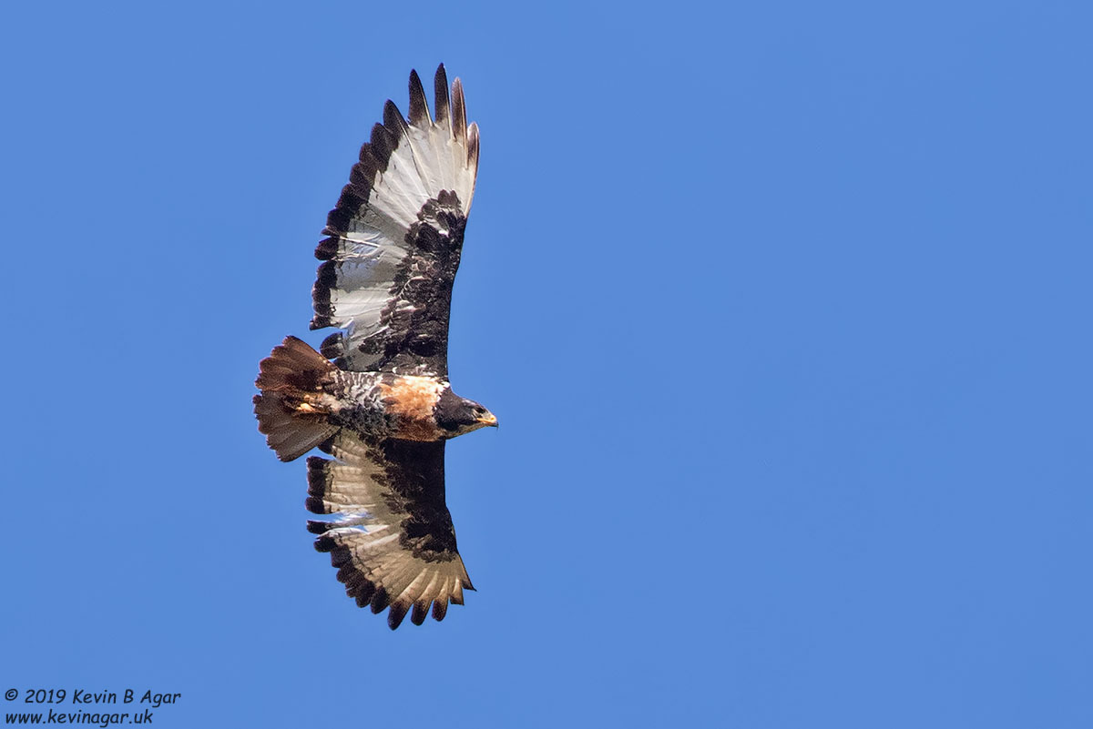 7D2_8177.jpg 7D2_8177.jpg