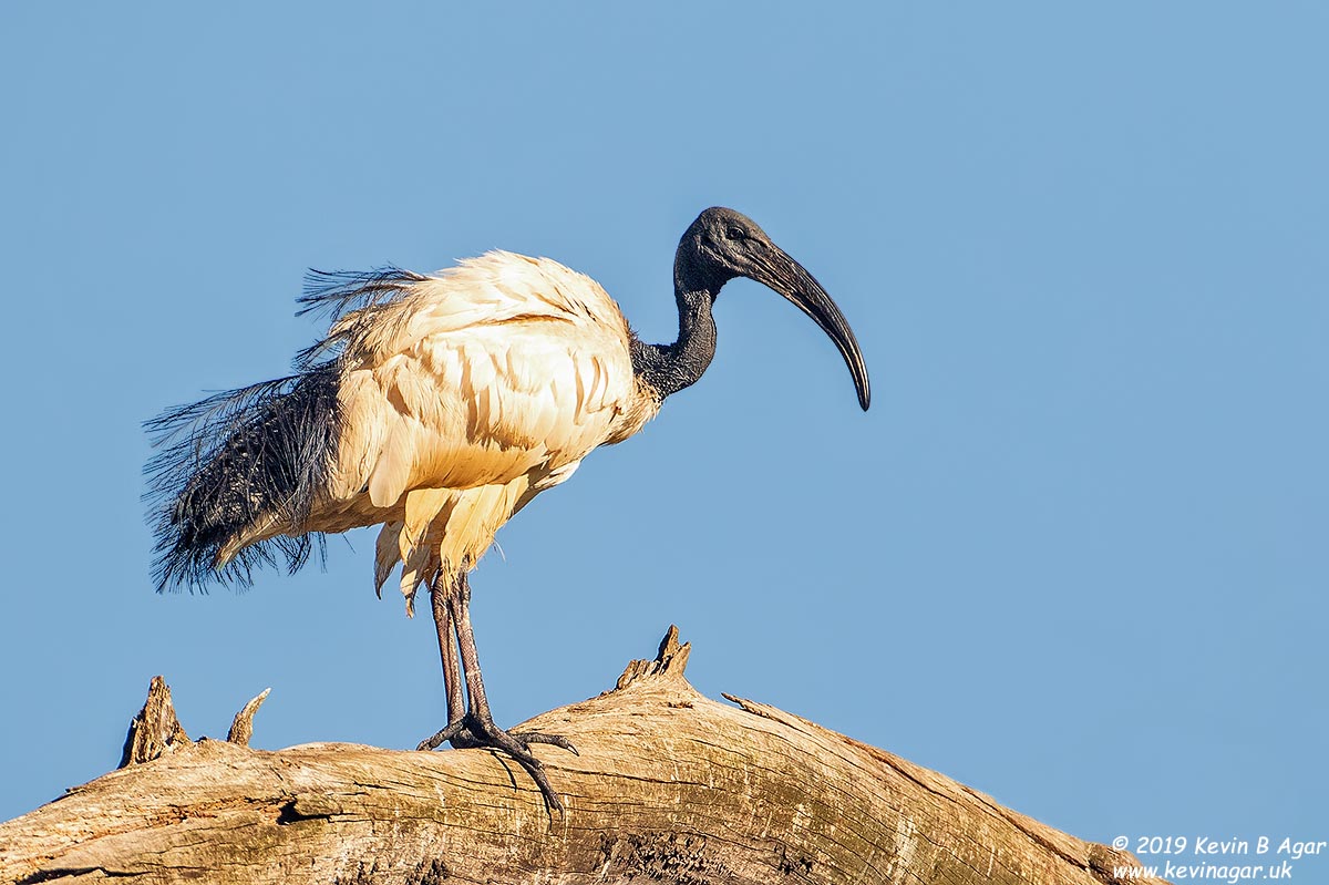 7D2_8054.jpg 7D2_8054.jpg