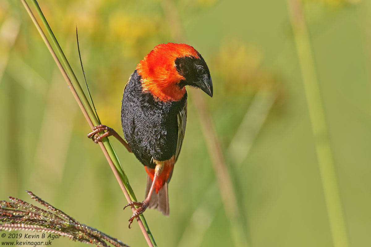 7D2_7992.jpg 7D2_7992.jpg