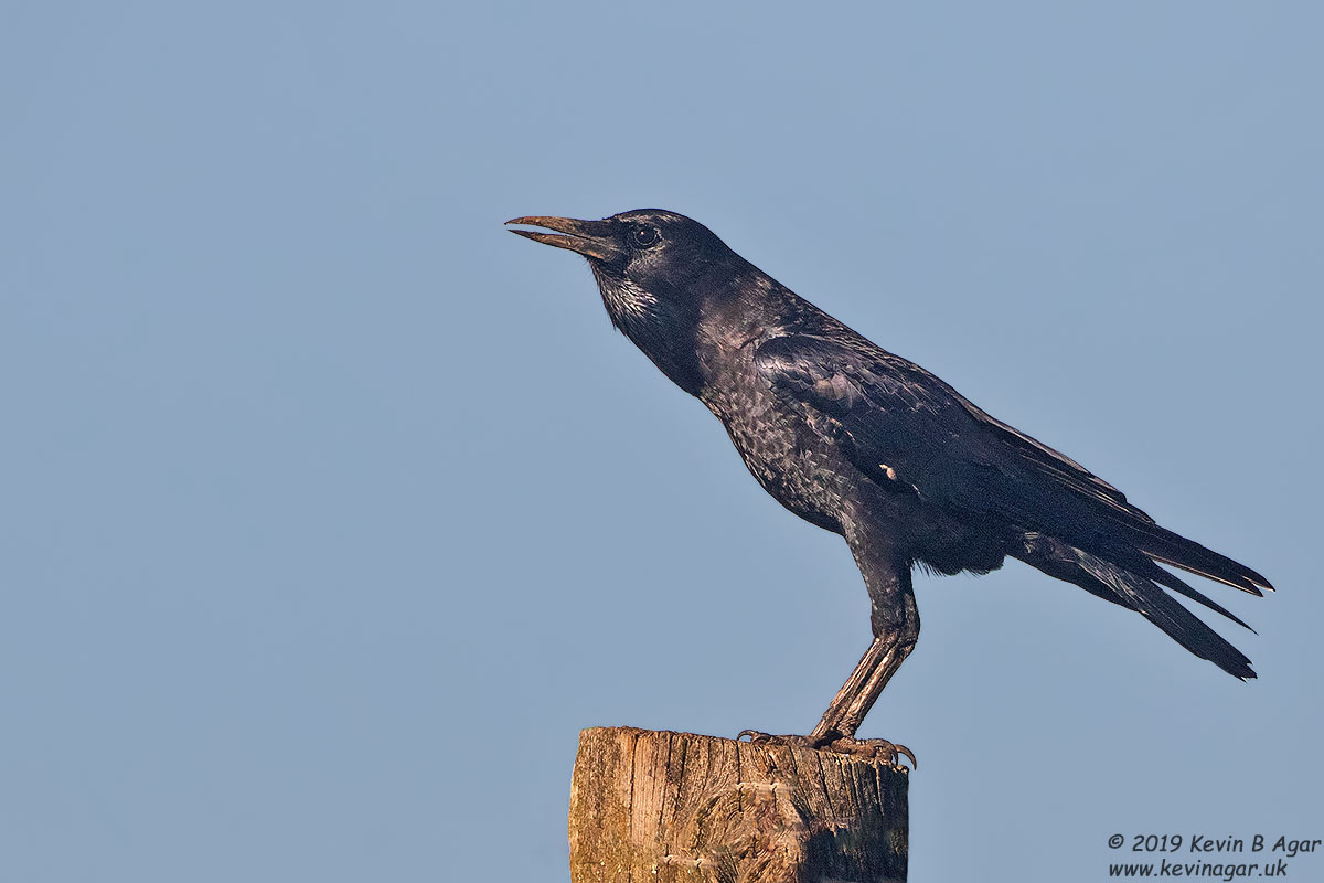 7D2_8016.jpg 7D2_8016.jpg