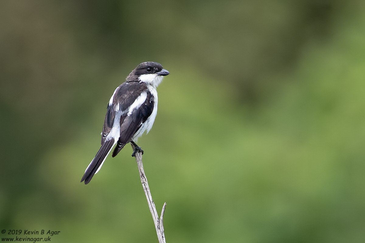 7D2_9021.jpg 7D2_9021.jpg