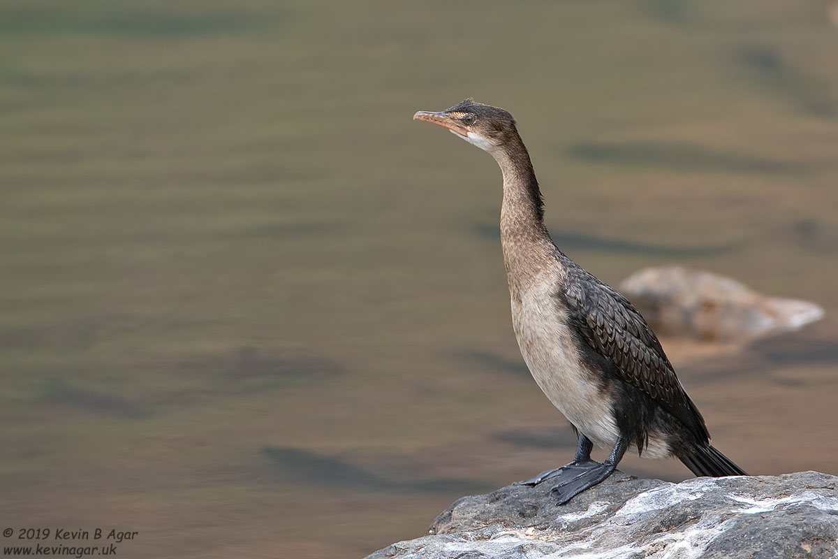 7D2_9043.jpg 7D2_9043.jpg