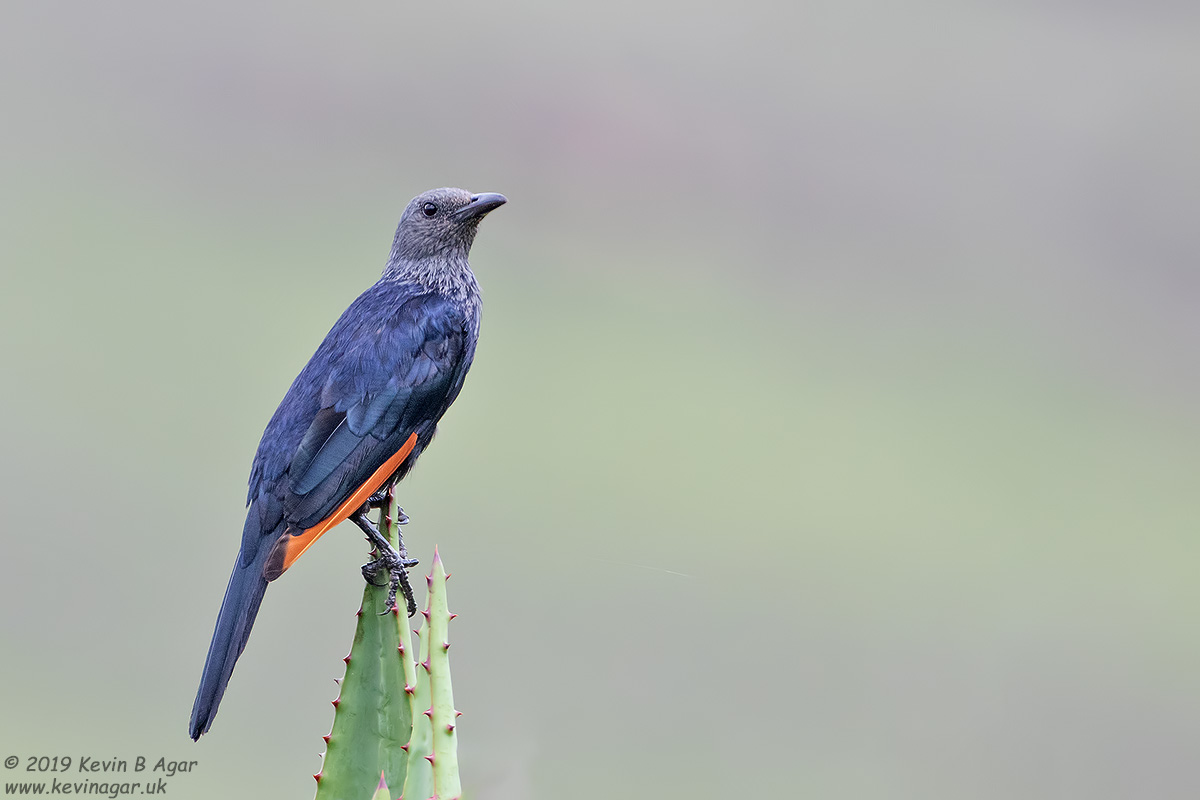 7D2_9057.jpg 7D2_9057.jpg