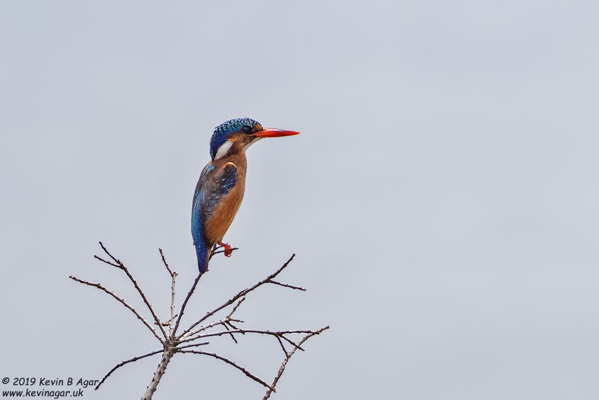 7D2_8809.jpg 7D2_8809.jpg