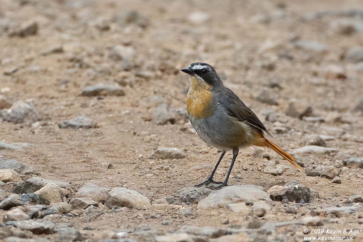 7D2_8700.jpg 7D2_8700.jpg