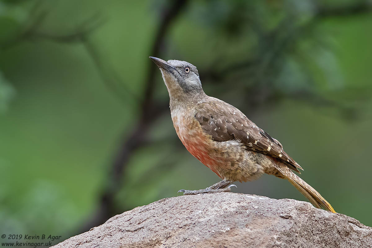 7D2_8680.jpg 7D2_8680.jpg