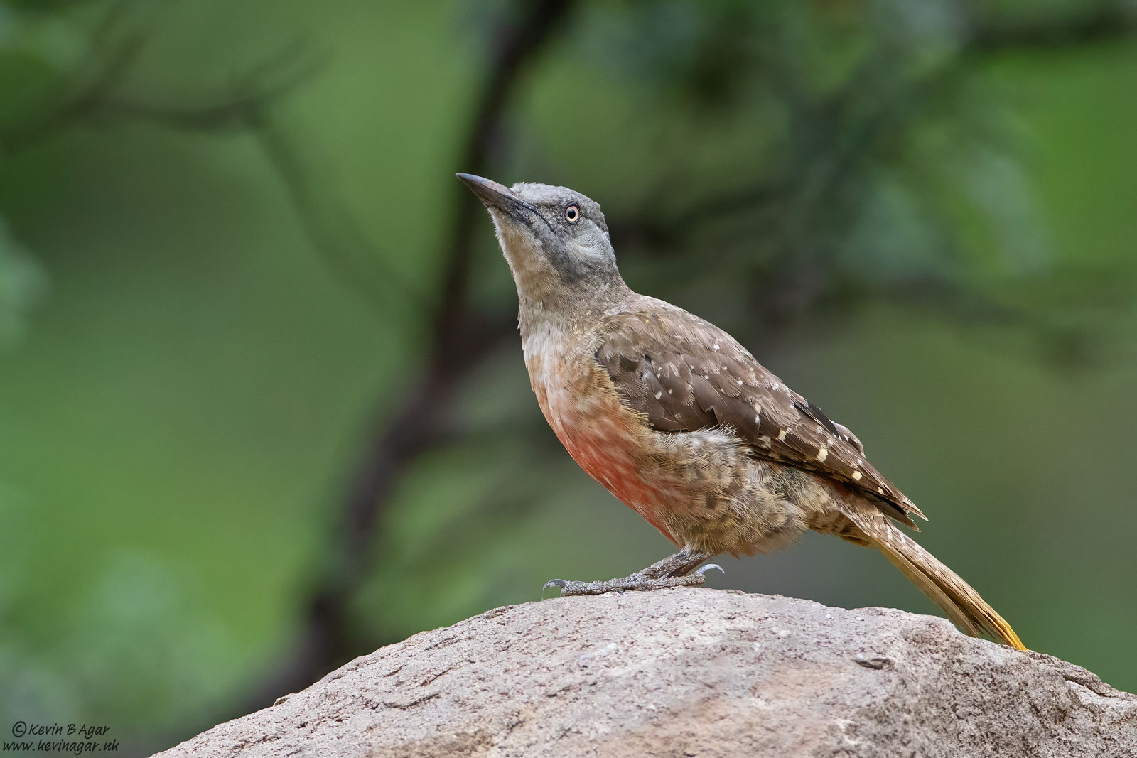 7D2_8680.jpg 7D2_8680.jpg