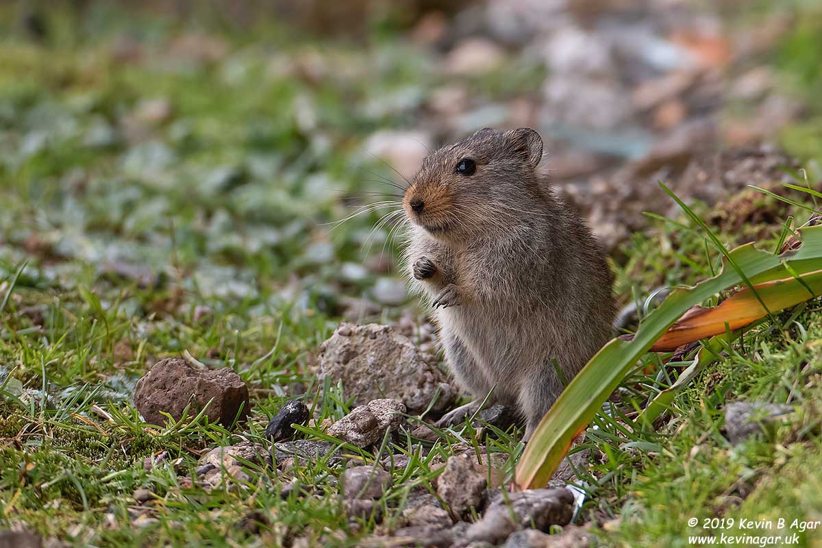 7D2_8608.jpg 7D2_8608.jpg