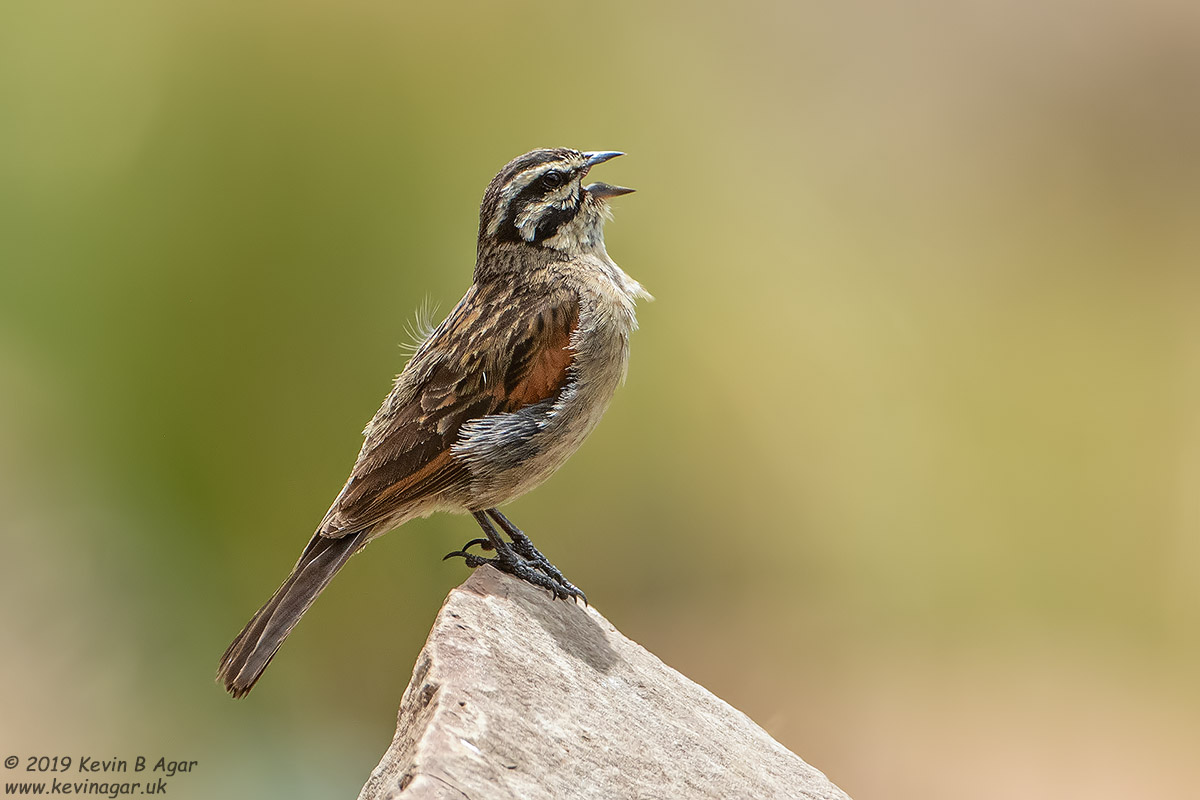 7D2_8374.jpg 7D2_8374.jpg