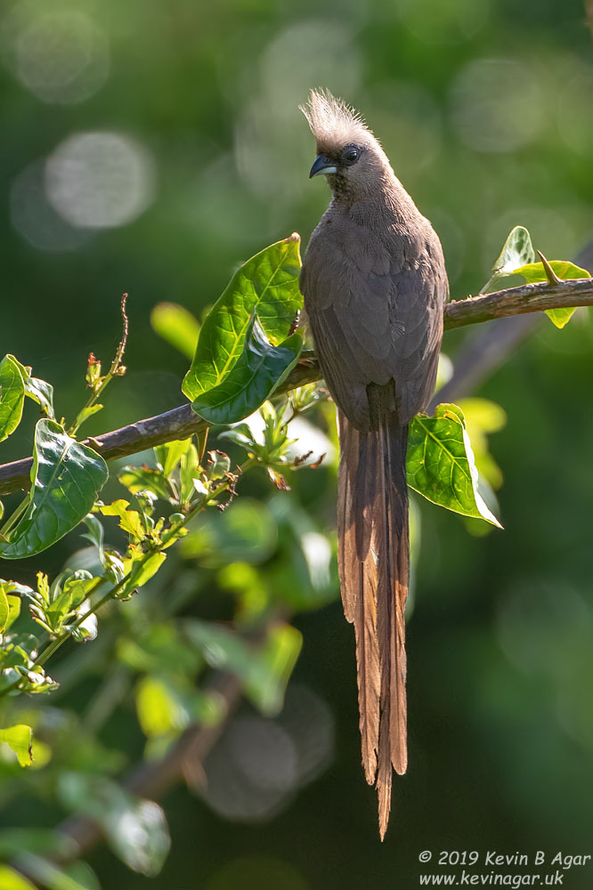 7D2_7868.jpg 7D2_7868.jpg