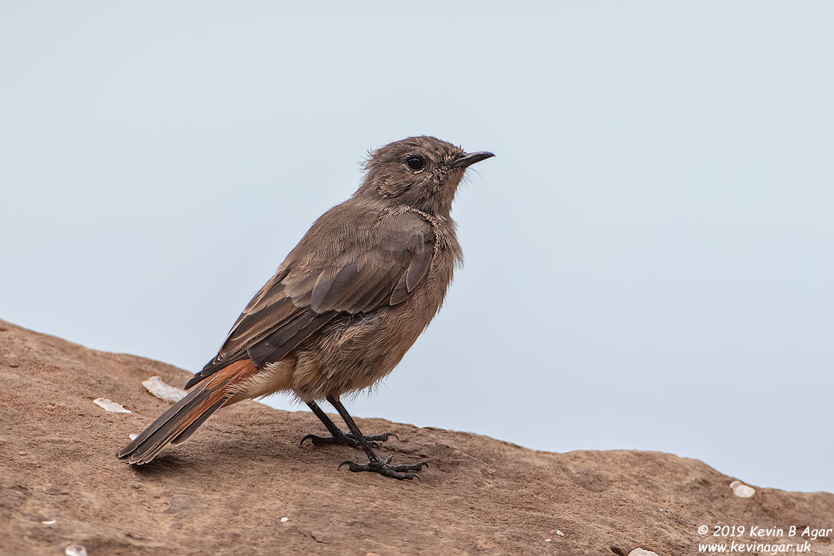 7D2_8377.jpg 7D2_8377.jpg