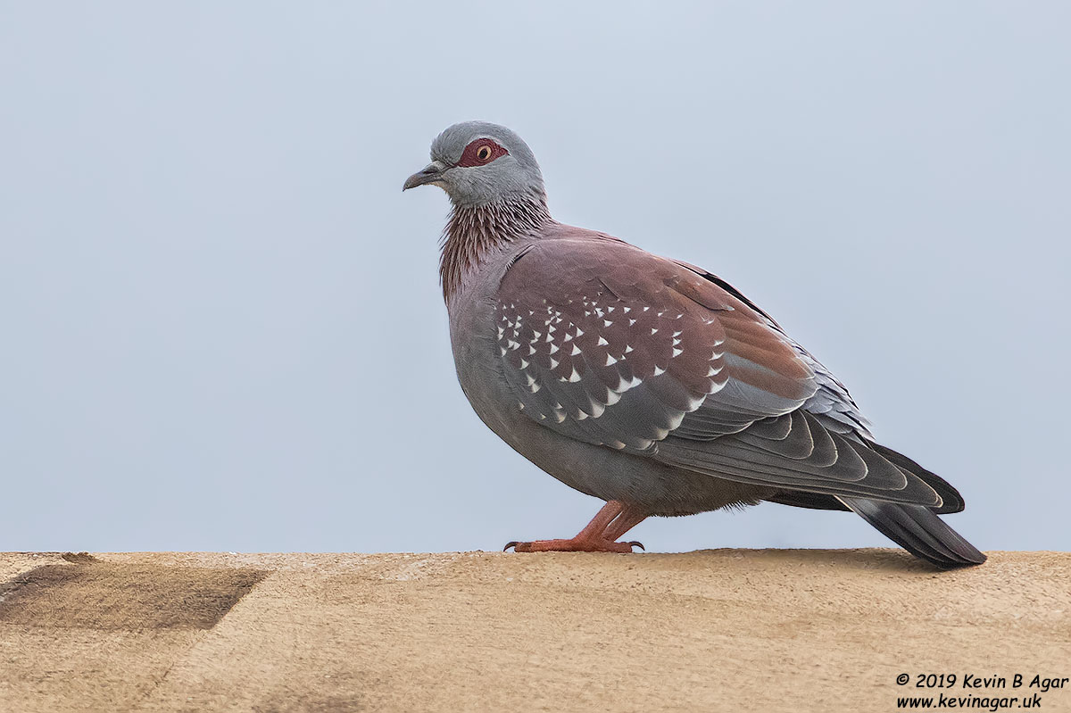 7D2_9080.jpg 7D2_9080.jpg