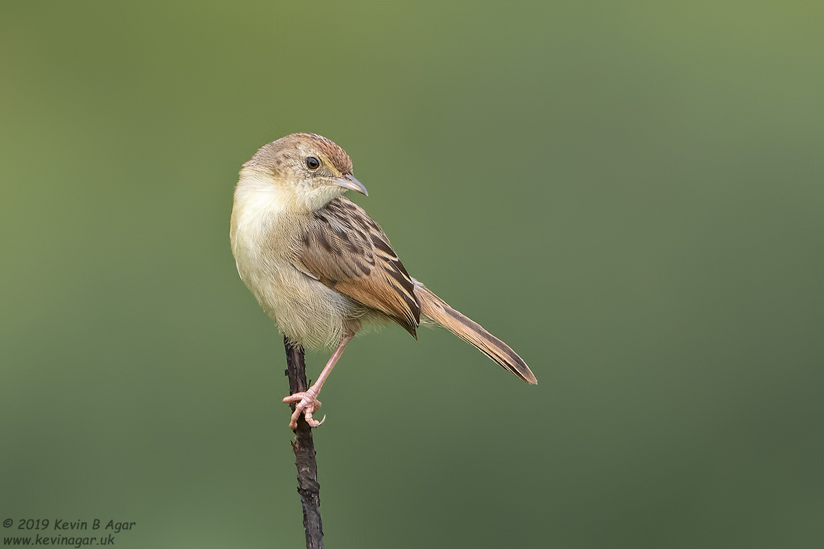 7D2_8990.jpg 7D2_8990.jpg