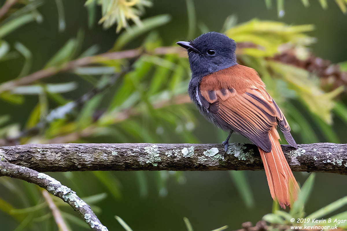 7D2_6625.jpg 7D2_6625.jpg