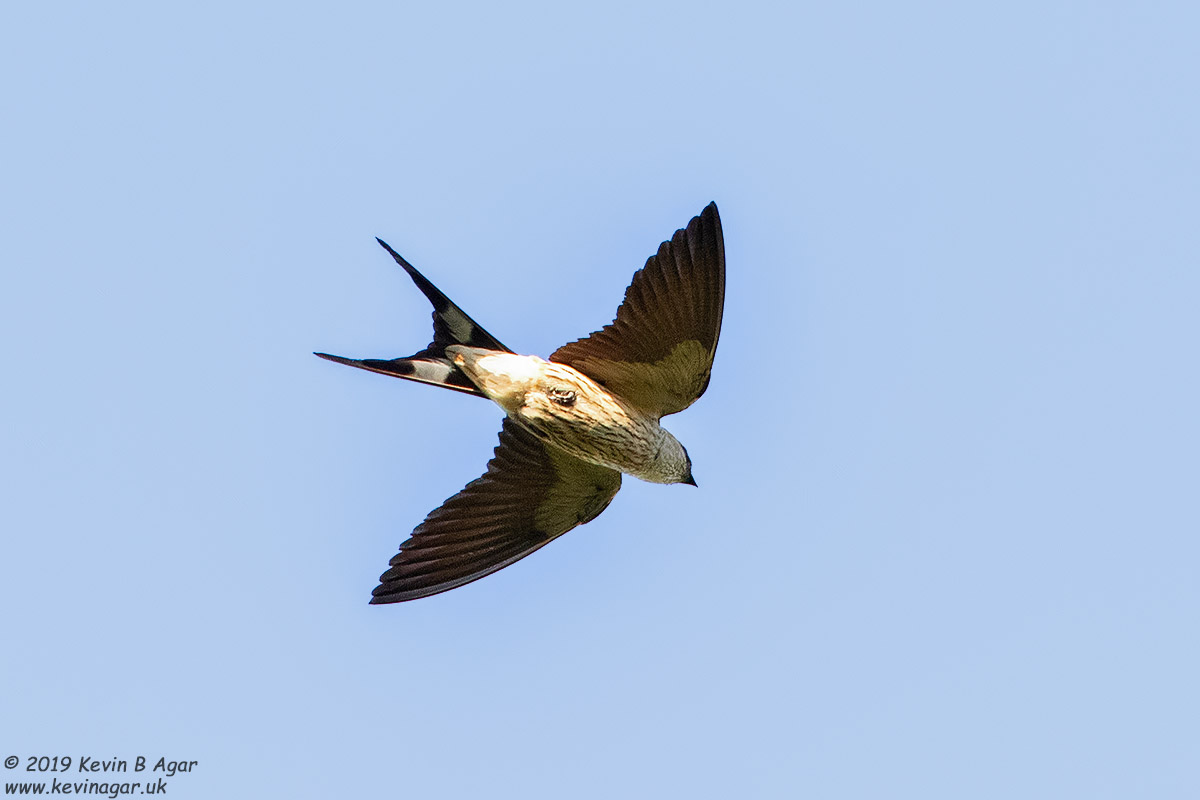 7D2_6617.jpg 7D2_6617.jpg