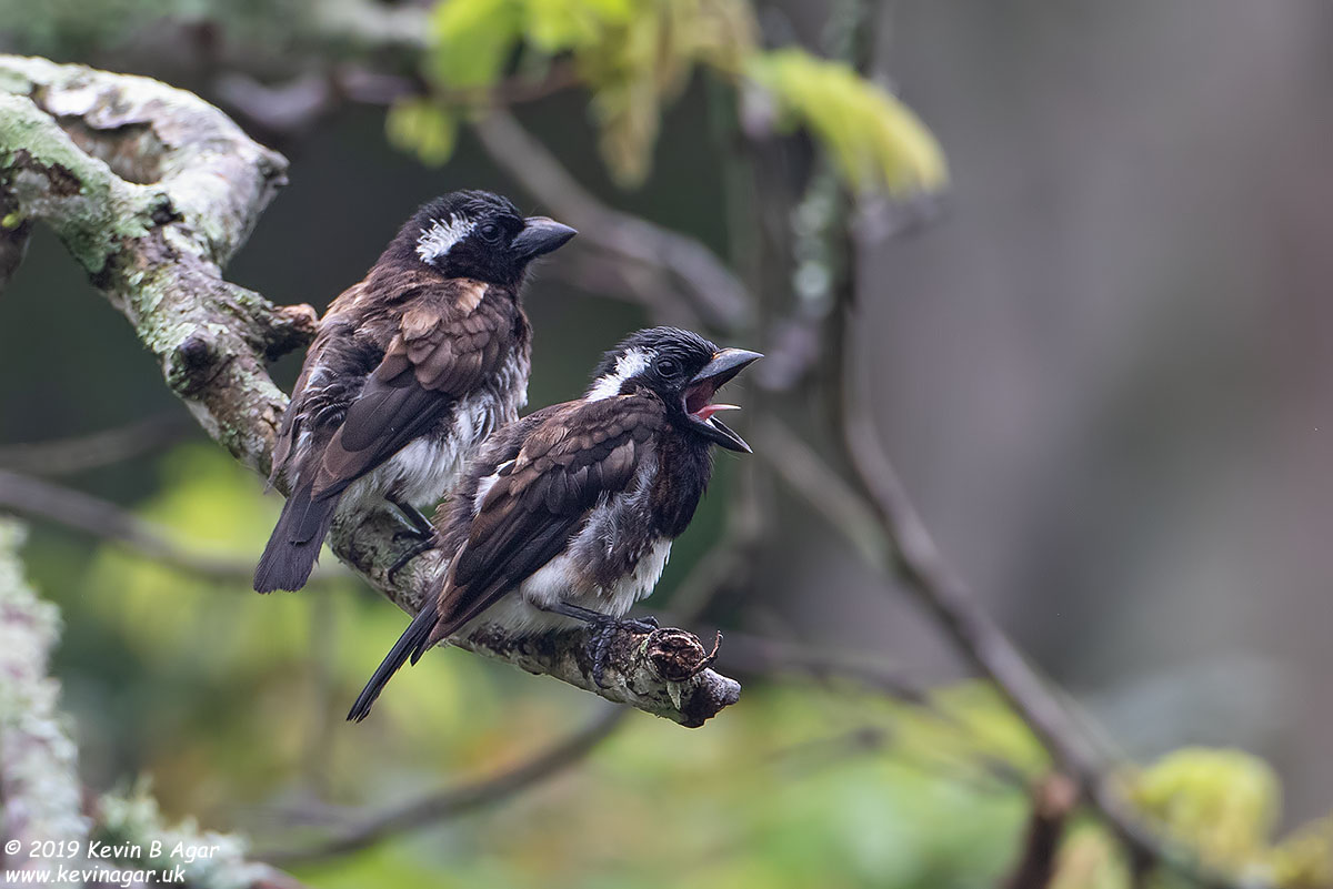 7D2_6945.jpg 7D2_6945.jpg