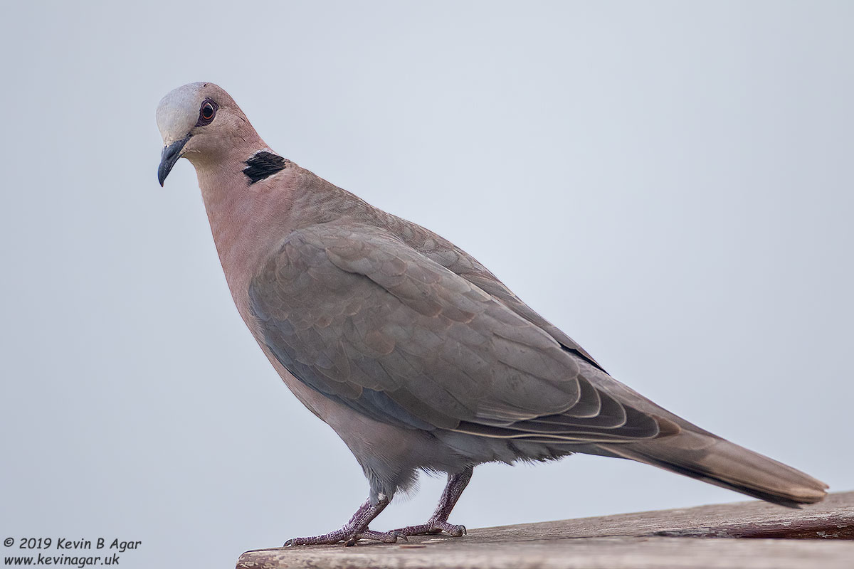 7D2_7709.jpg 7D2_7709.jpg