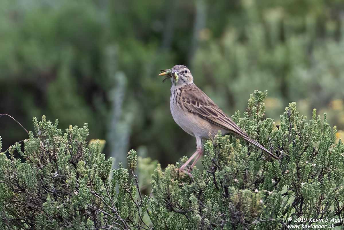 7D2_8488.jpg 7D2_8488.jpg