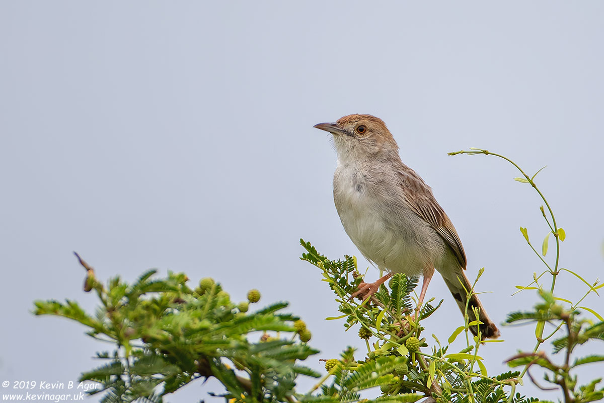 7D2_7035.jpg 7D2_7035.jpg