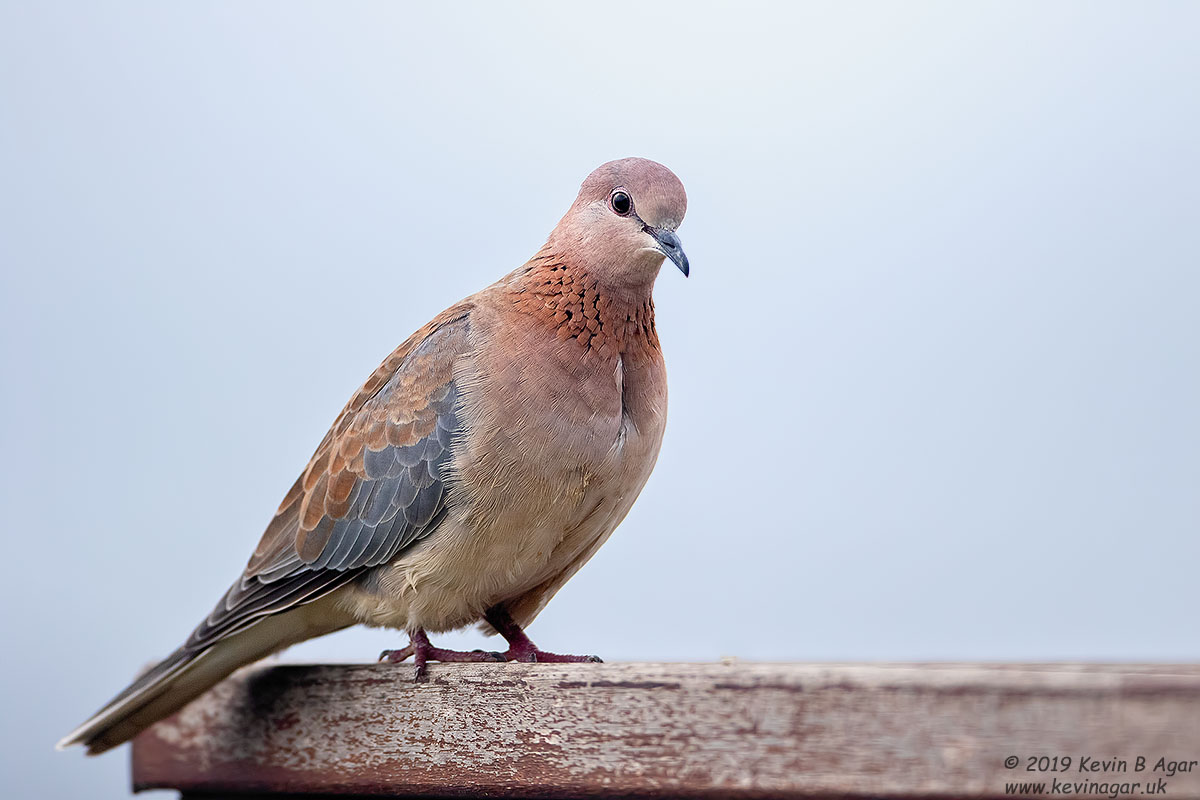 7D2_7687.jpg 7D2_7687.jpg