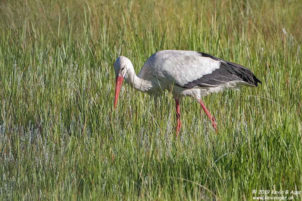 7D2_7990.jpg 7D2_7990.jpg