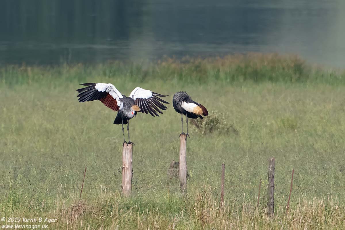 7D2_7983.jpg 7D2_7983.jpg